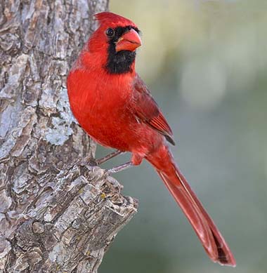 Indiana State Bird is The Cardinal